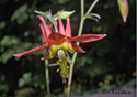 Aquilegia canadensis L.